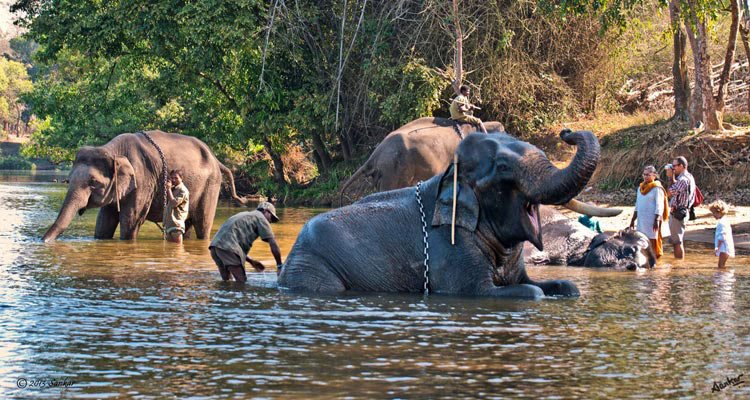 Places to Visit Dubare Elephant Camp, Coorg
