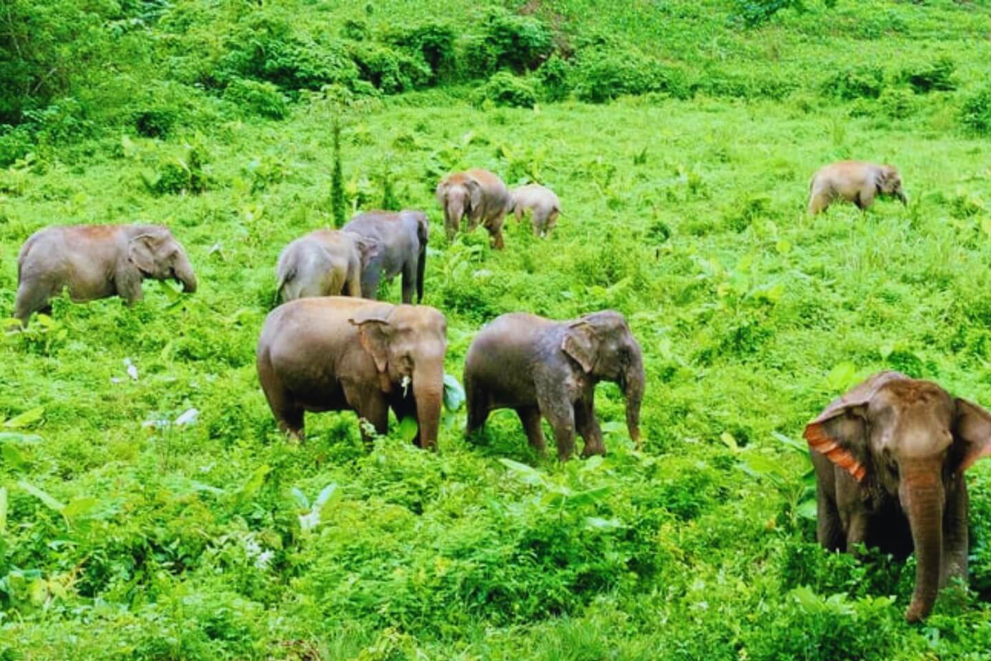 Pushpagiri Wildlife Sanctuary Coorg