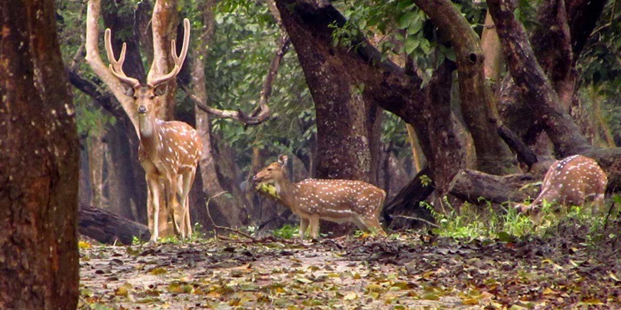 Places to Visit Nisargadhama Forest Park, Coorg