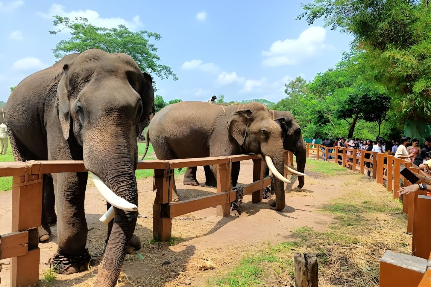 Dubare Elephant Camp Coorg