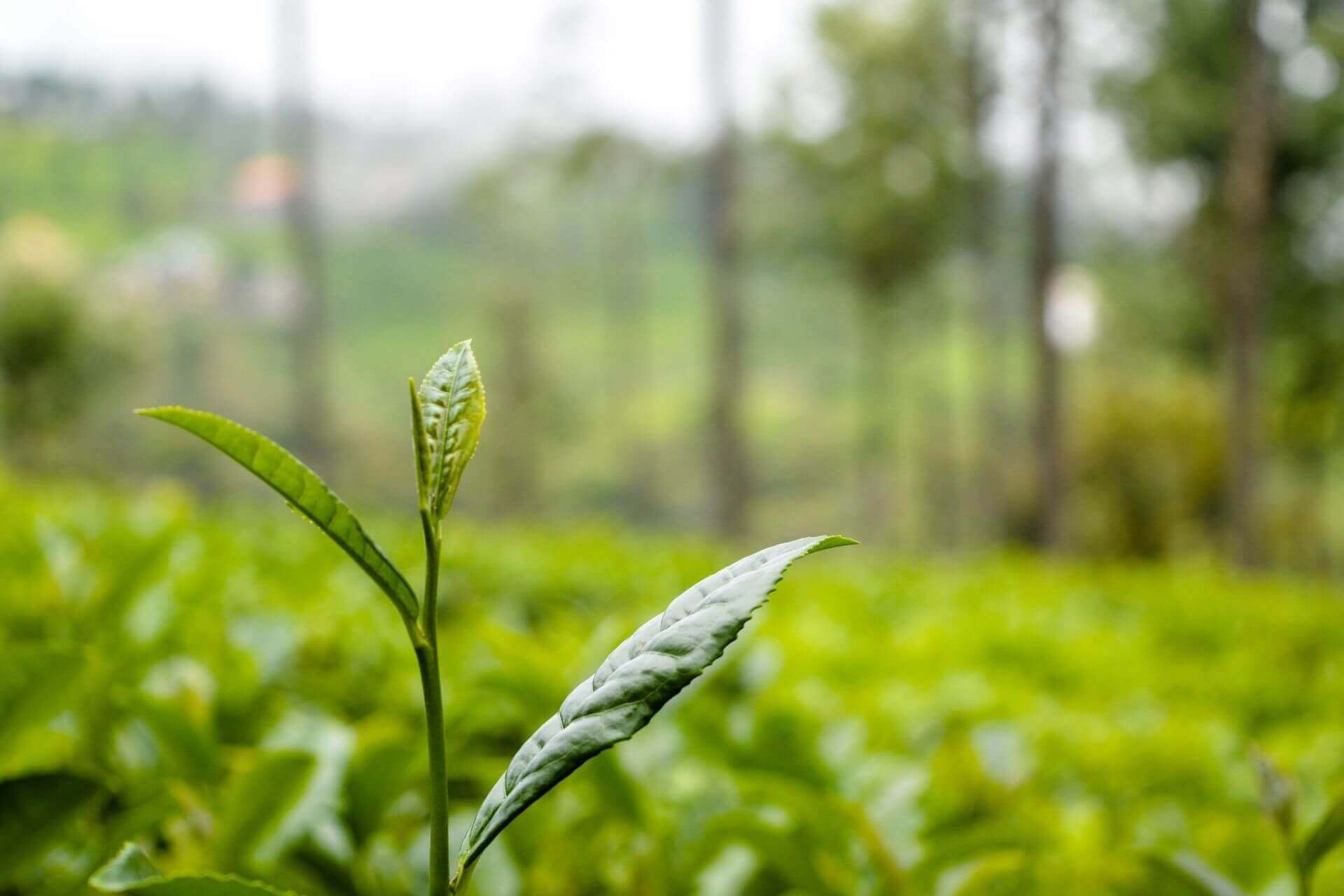 1 Day Coorg Tour with Price & Itinerary, Holiday Packages by Private Taxi / Cab