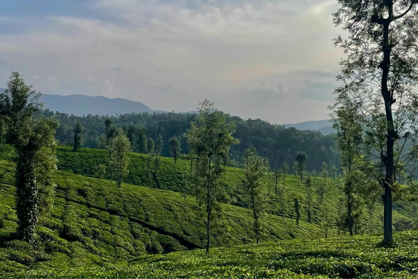 Dreamy Bangalore to Coorg Tour Package for 1 Night & 2 Days with Itinerary & Price