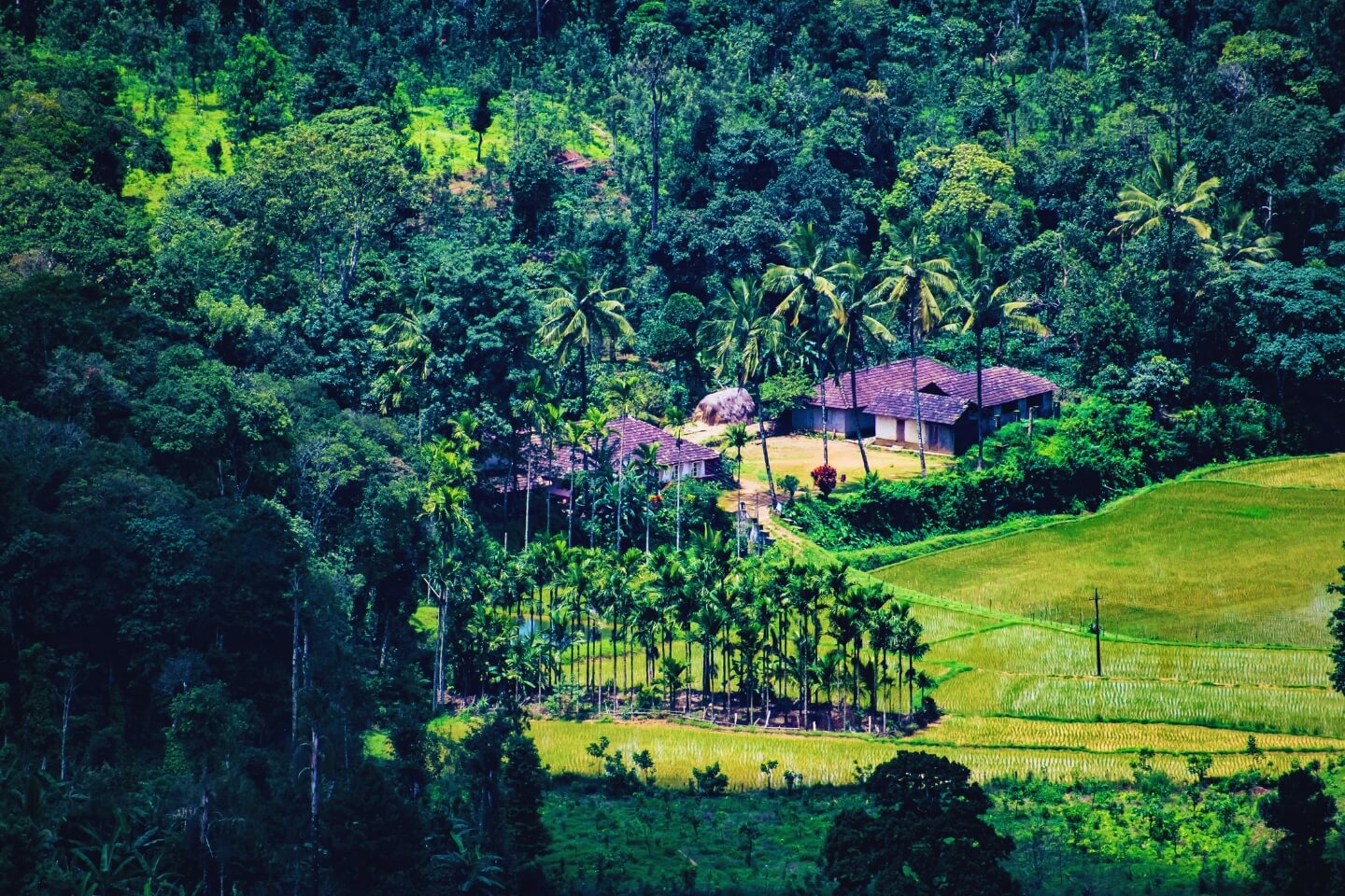 Splendid Mysore to Coorg Tour Package for 1 Night & 2 Days with Itinerary & Price